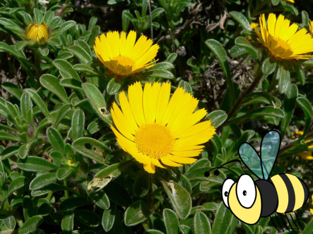 Asteriscus, Goldtaler