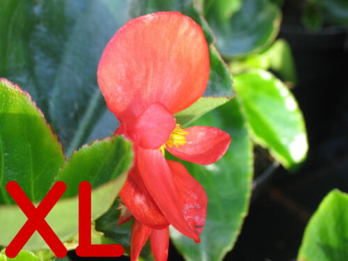 Begonia Dragon Wings, Wildbegonie