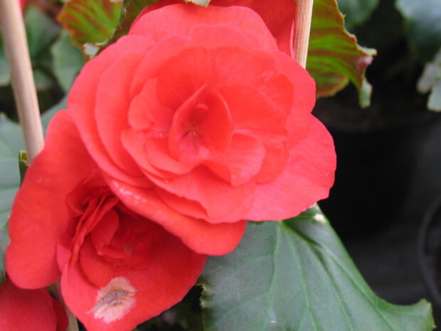 Begonia elatior T12, div. Farben