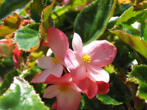 Begonia richmondensis, Wildbegonie
