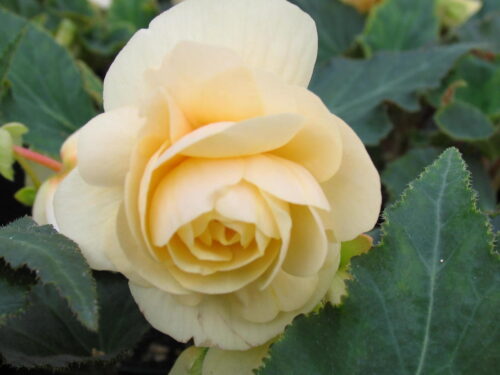 Begonia Schampus Lilly, Hängebegonie