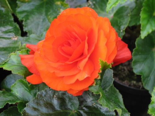 Begonia tuber, Knollenbegonie