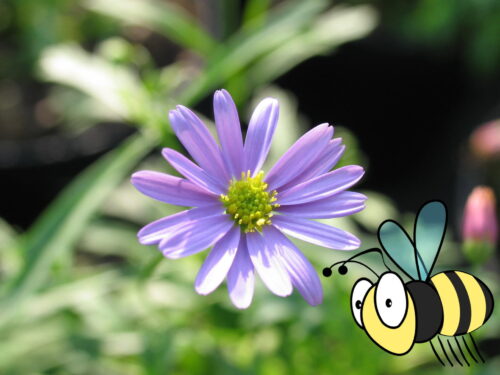 Brachyscome, australisches Gänseblümchen