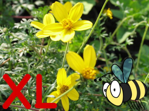 Bidens div. Sorten, Goldmarie