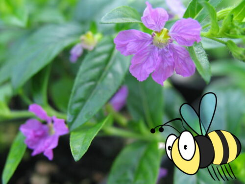 Cuphea, japanische Myrthe