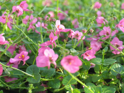 Diascia, Elfensporn