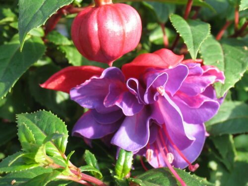 Fuchsia, stehende Sorten