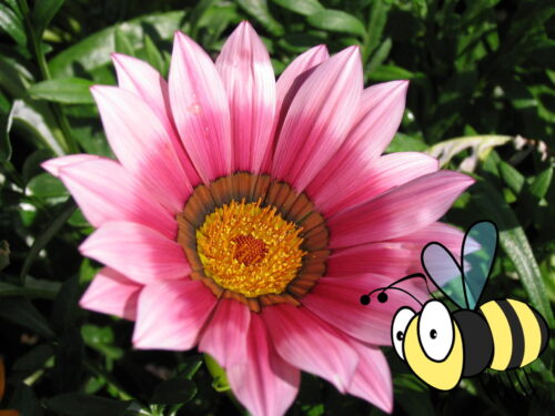 Gazania rigens, Mittagsgold