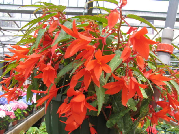 Begonia Belleconia, Hängebegonie