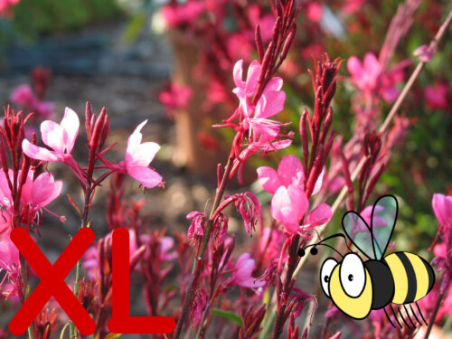 Gaura lindheimeri, Elfenbusserl