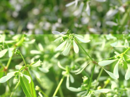 Euphorbia div. Sorten, Sternenregen