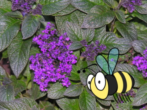 Heliotrop, Vanilleblume