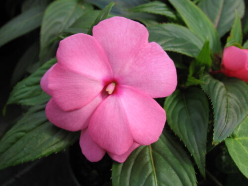 Impatiens Neuguinea, Edellieschen