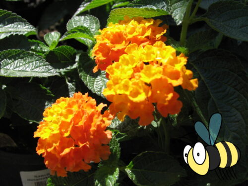 Lantana cam., Wandelröschen