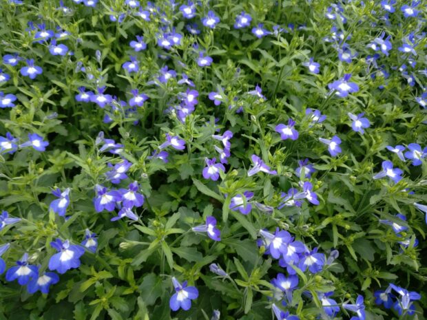 Lobelia div. Sorten, veg. Männertreu