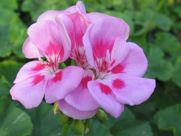 Pelargonium zonale, stehende Geranie
