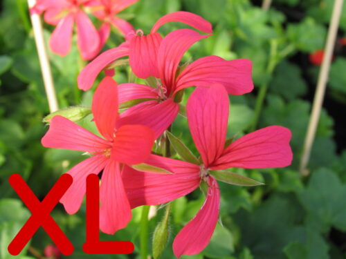 Pelargonium pelt. hängende Geranie