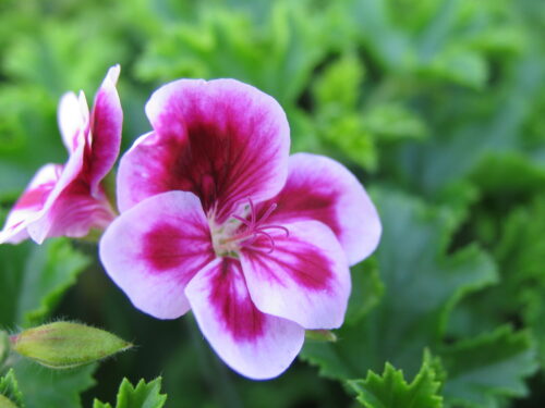 Pelargonium crispum AngelsParfum