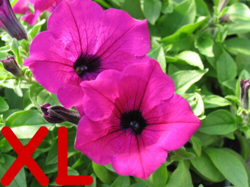 Petunia Surfinia, Hängepetunie