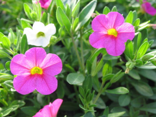 Calibrachoa, Minipetunie