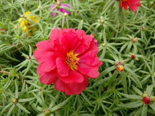Portulaca, gefüllte Portulakröschen