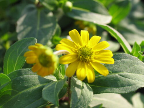 Sanvitalia, Husarenknöpfchen