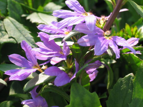 Scaevola, Fächerblume