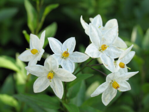 Solanum jasminoides Stamm T17