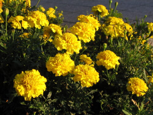 Tagetes patula, Studentenblume