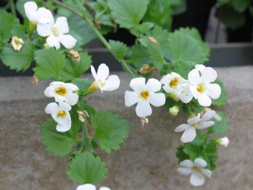 Sutera, Schneeflocke