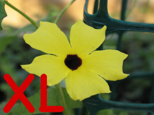 Thunbergia, gelbe schwarzä. Susanne