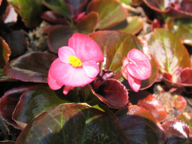 Begonia semperflorens T9
