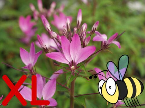 Cleome Senorita Roswita, Spinnenpflanze