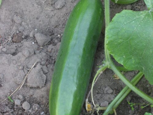 Cucumis Citaro - Snackgurke - veredelt