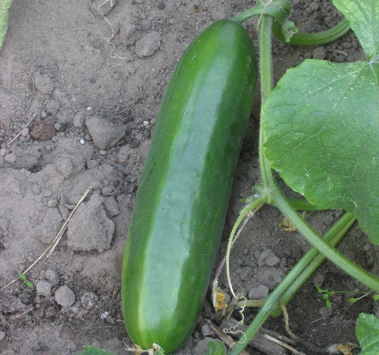 Cucumis Citaro - Snackgurke - veredelt