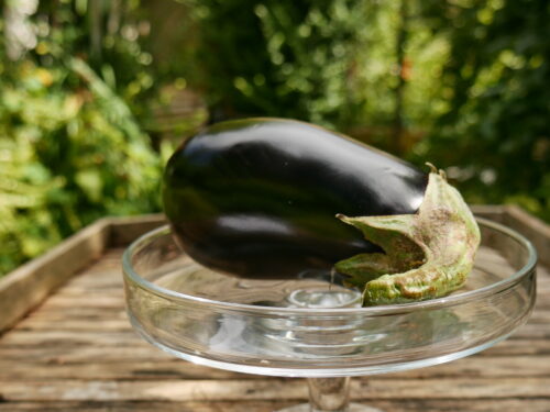 Solanum melong.,Madonna, veredelte Aubergine