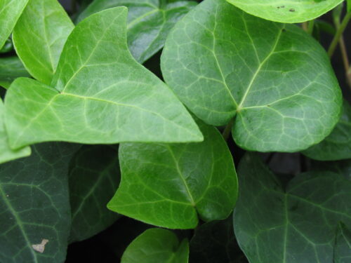 Hedera Helix