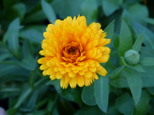 Calendula, Ringelblume