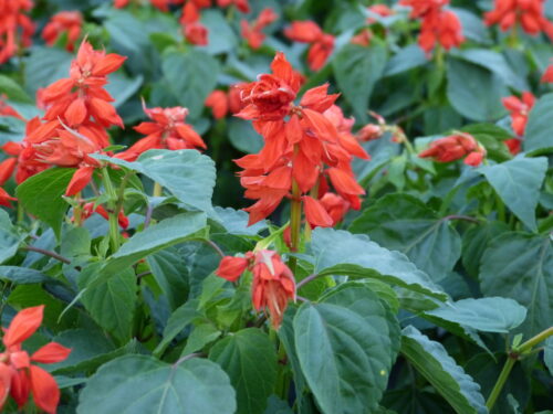 Salvia spl. Feuersalbei