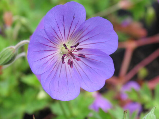 Geranium Rozanne, Storchschnabel