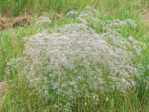 Gypsophila, Schleierkraut