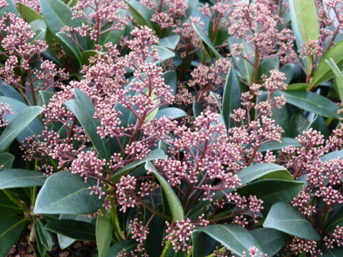 Skimmia jap. Rubella rot /grün T13