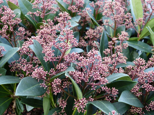 Skimmia jap. Rubella rot /grün T13