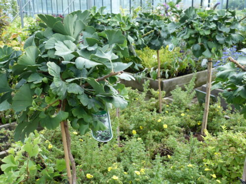 Ginkgo Mariken, Zwerg-Fächerblattbaum