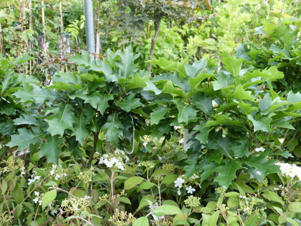 Quercus palustris 225 Stamm Dach