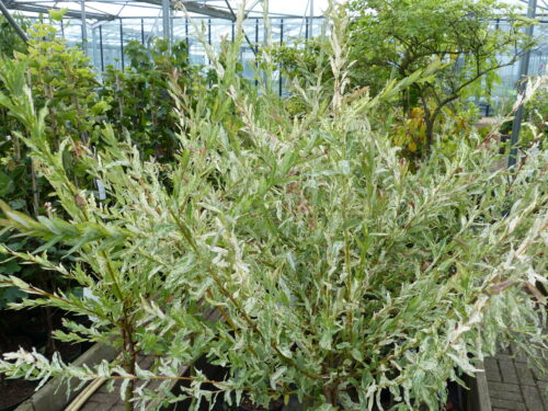Salix integra -Hakuro Nishiki-, T17, weißbunte Weide