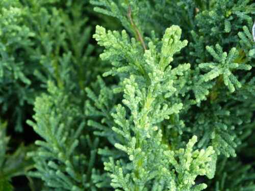 Chamaecyparis ob. Draht T17 - Hinoki-Scheinzypresse