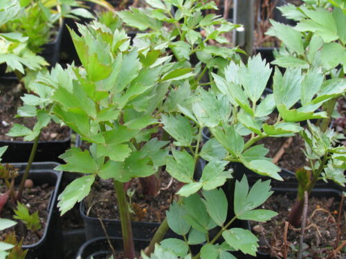 Levisticum officinale, Liebstöckel,Maggikraut