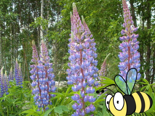 Lupinus Lupini Mix