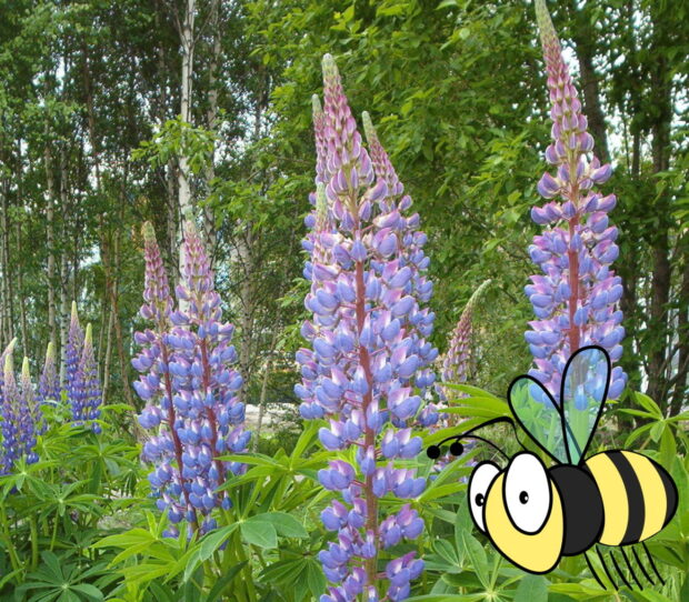 Lupinus Lupini Mix